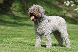 LAGOTTO 045